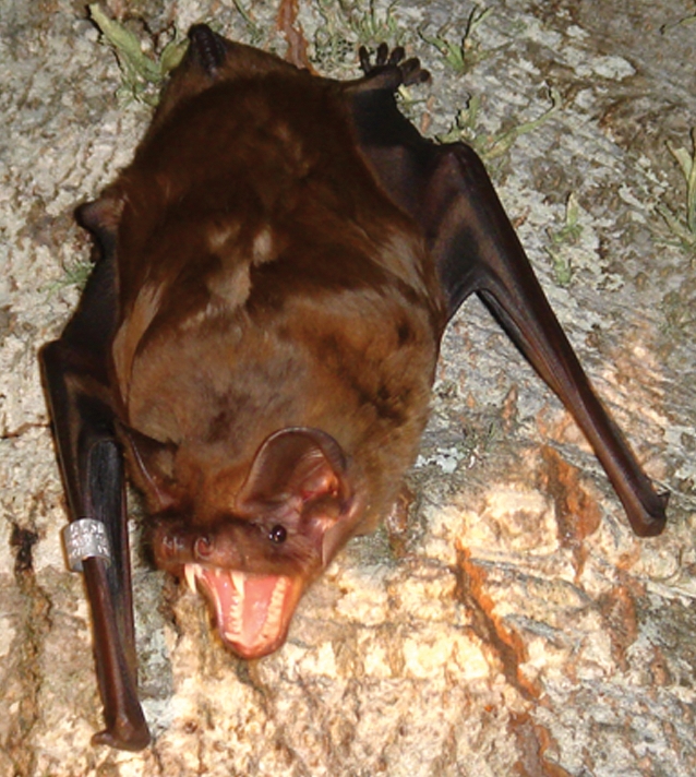 GreaterNoctule