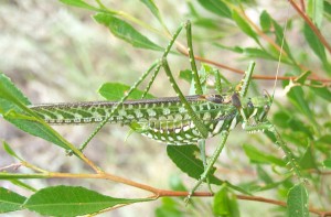 Marshall_katydid