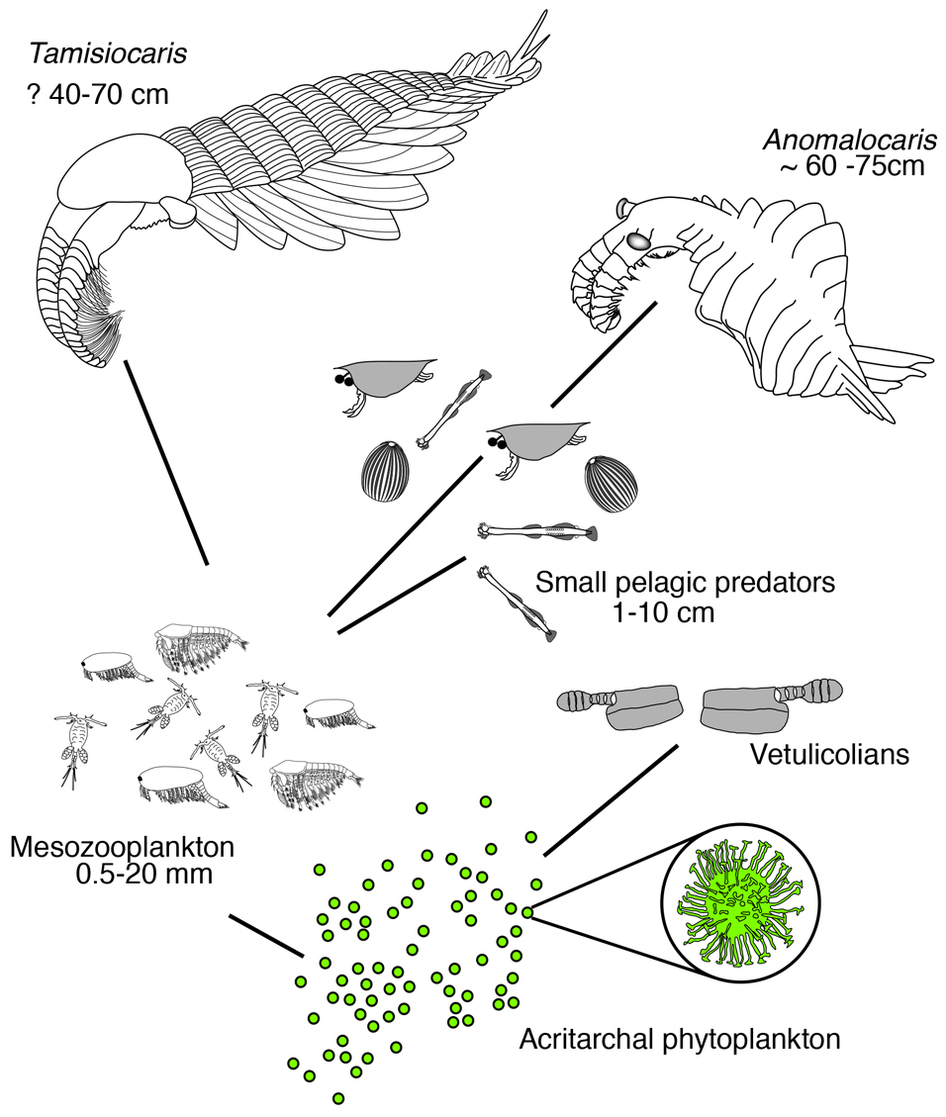 Фитопланктон зоопланктон пищевая. Фитопланктон зоопланктон пищевая цепь. Фитопланктон цепочка питания. Пищевая цепочка планктон. Зоопланктон цепь питания.